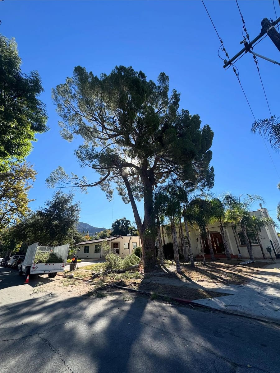 Leones tree service working on a large pine on a residential street