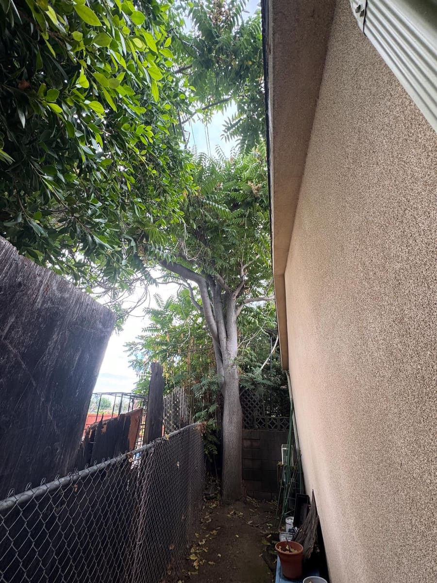 Tree work in a residential side yard
