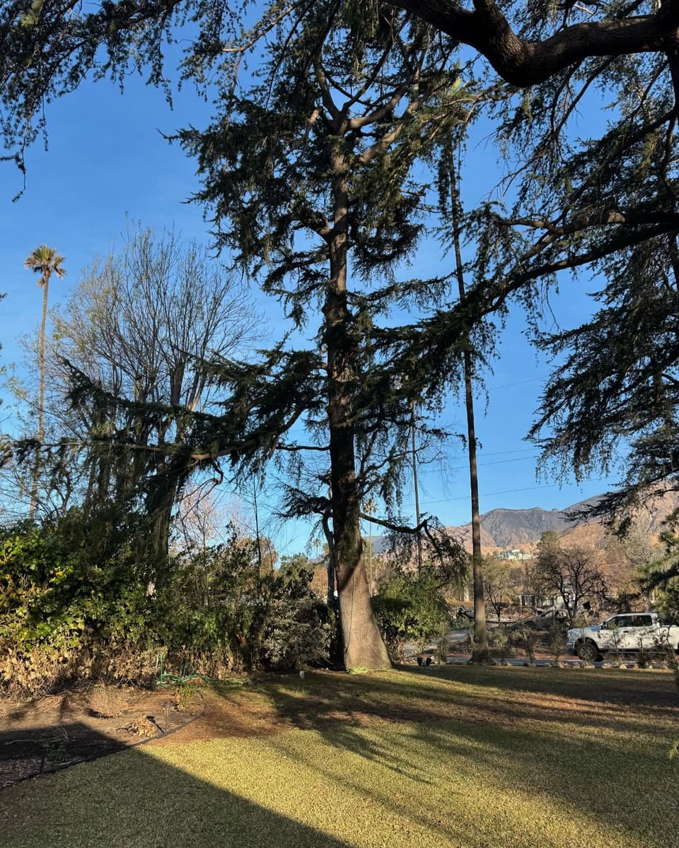 Tree service projects